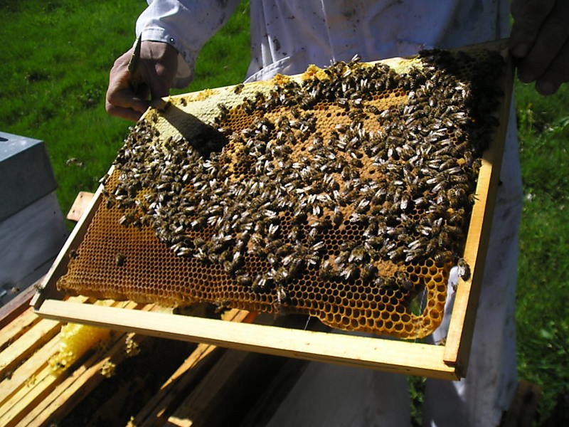 La ruche Fraisier des bois
