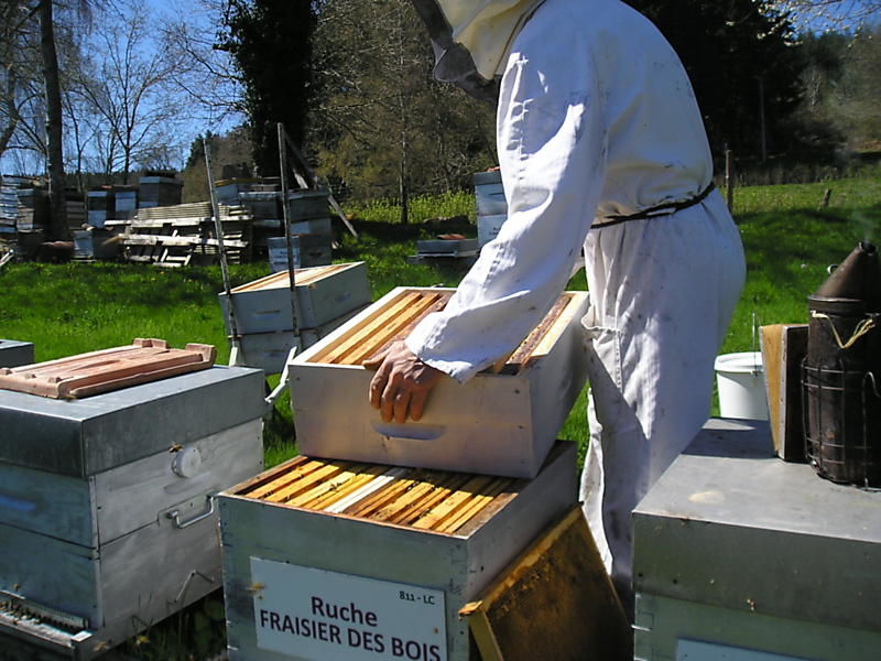 La ruche Fraisier des bois