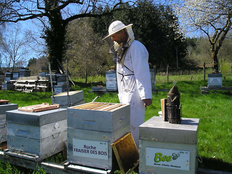 La ruche Fraisier des bois