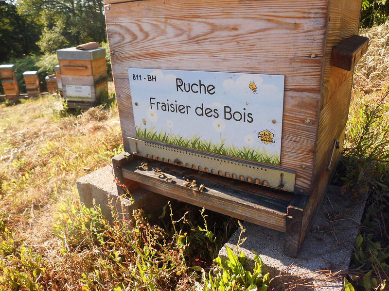 La ruche Fraisier des bois