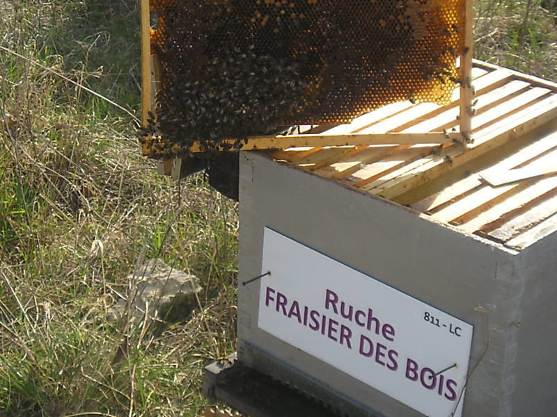 La ruche Fraisier des bois