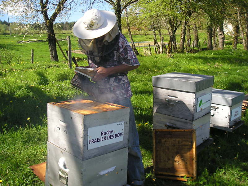 La ruche Fraisier des bois