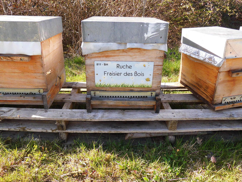 La ruche Fraisier des bois