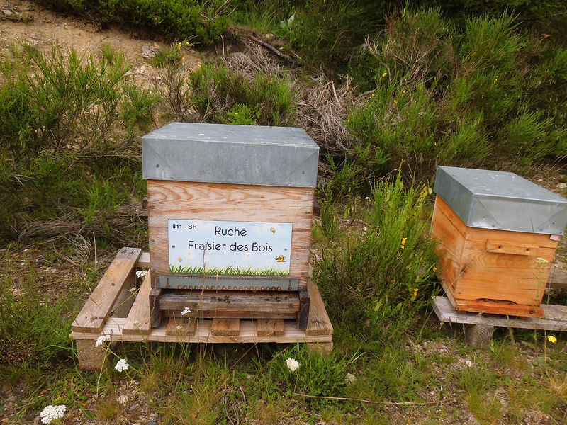 La ruche Fraisier des bois