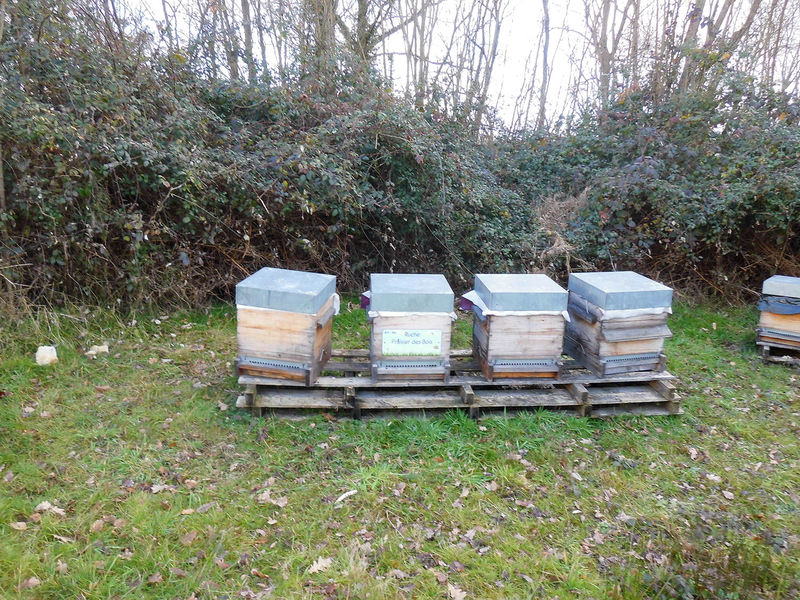 La ruche Fraisier des bois