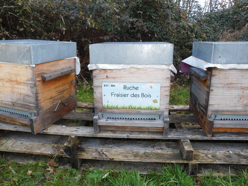 La ruche Fraisier des bois