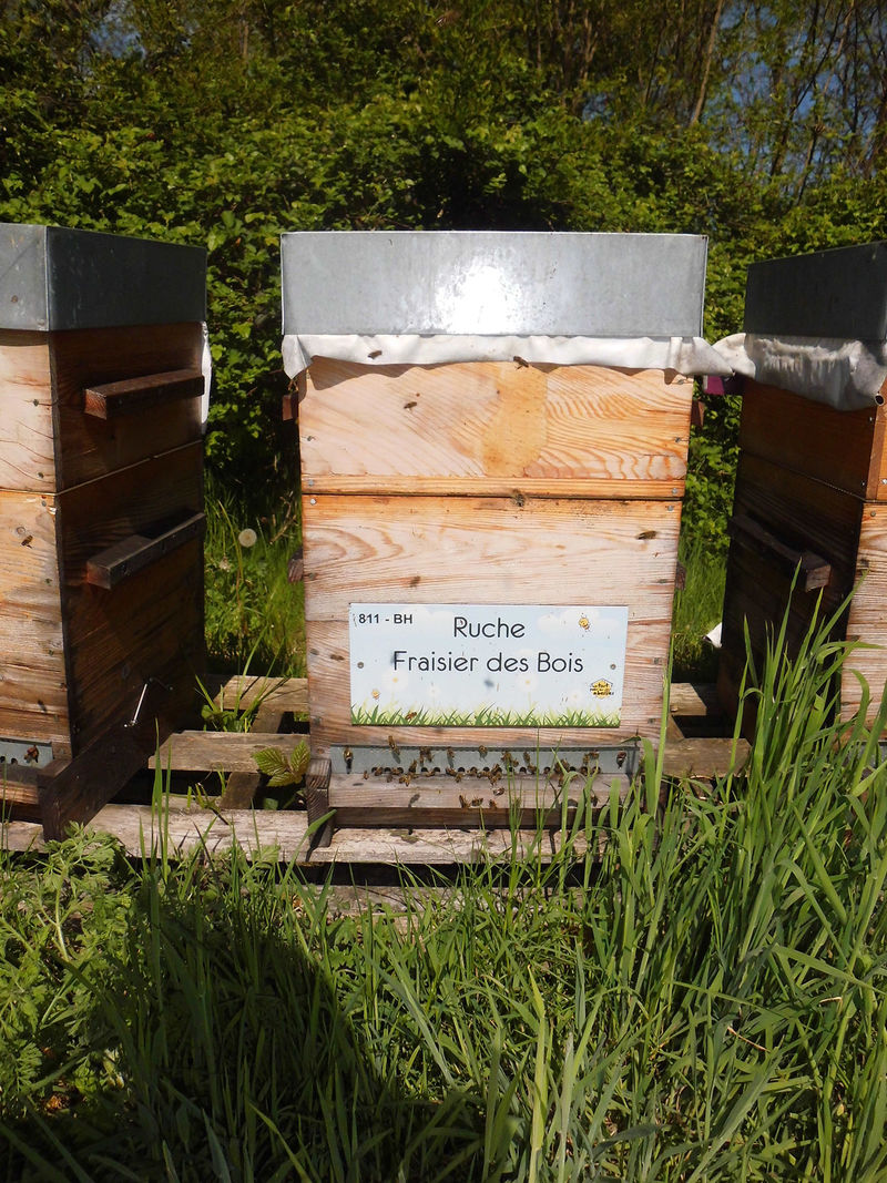 La ruche Fraisier des bois