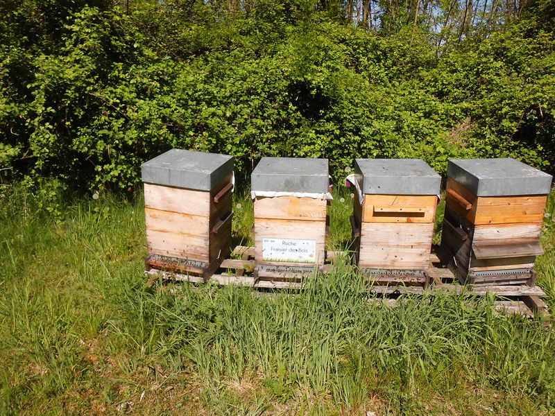 La ruche Fraisier des bois