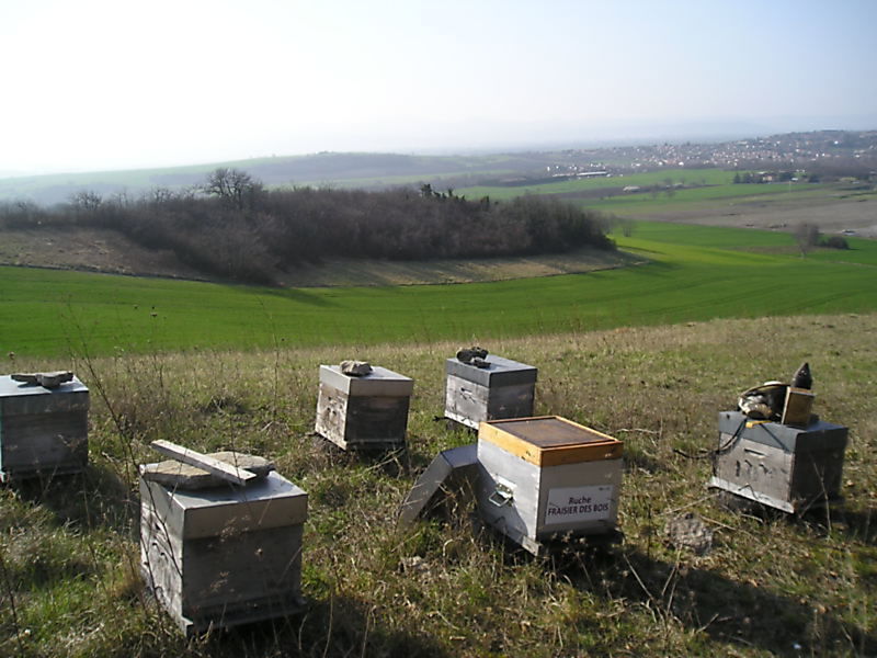 La ruche Fraisier des bois