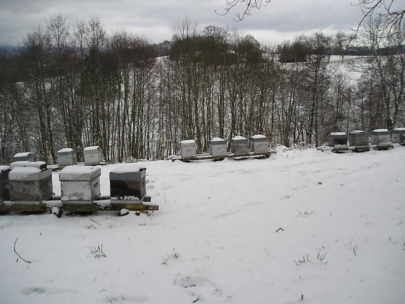 La ruche Fraisier des bois