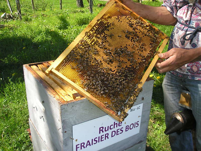 La ruche Fraisier des bois