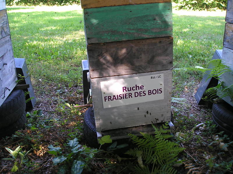 La ruche Fraisier des bois