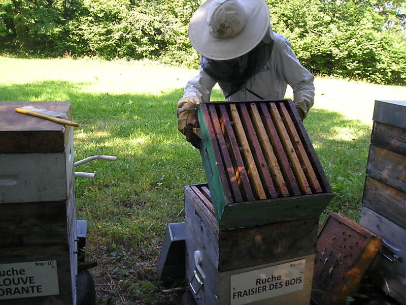 La ruche Fraisier des bois