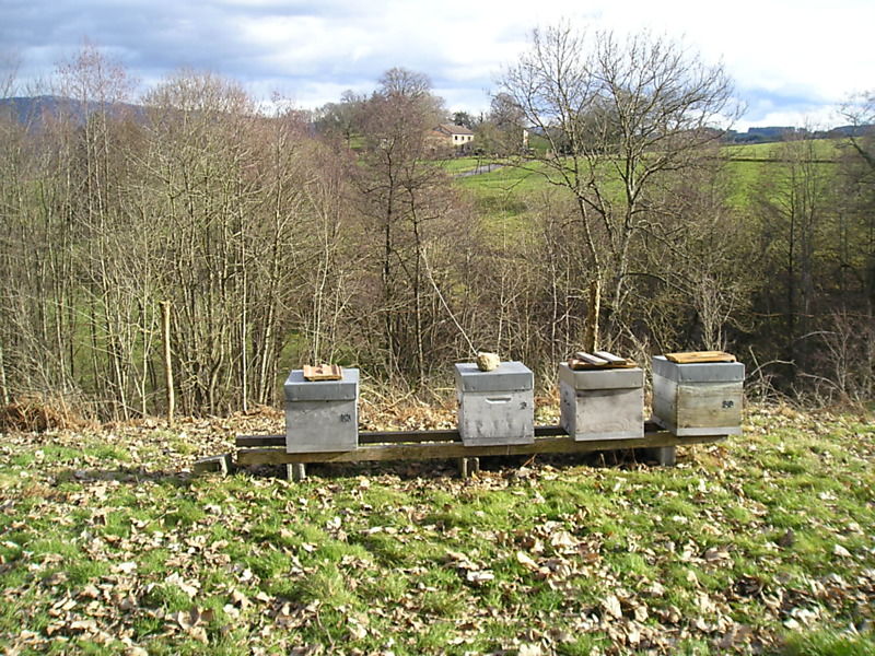 La ruche Fraisier des bois