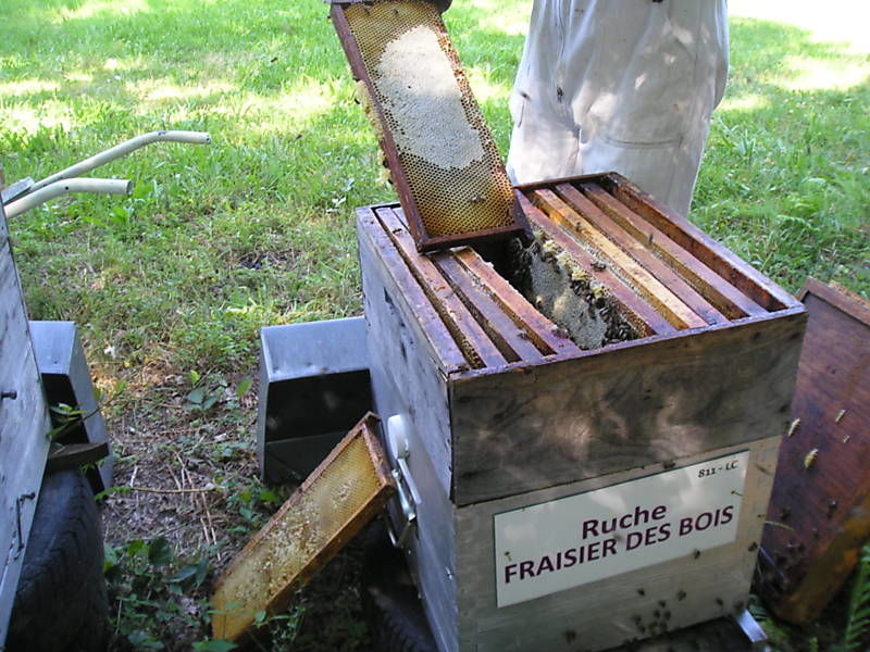 La ruche Fraisier des bois