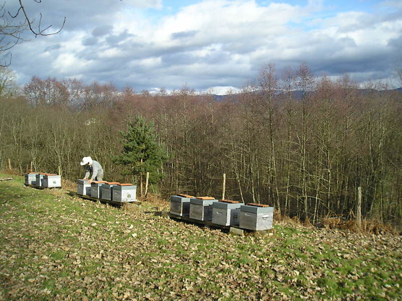 La ruche Fraisier des bois