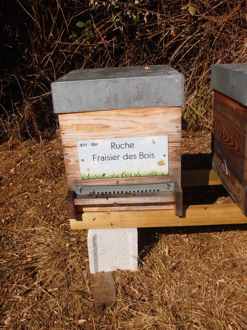 La ruche Fraisier des bois