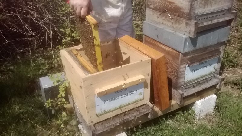 La ruche Fraisier des bois