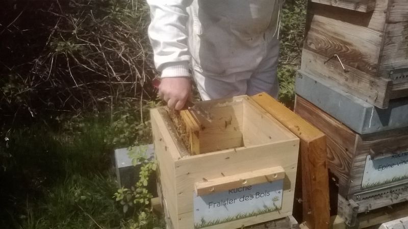 La ruche Fraisier des bois