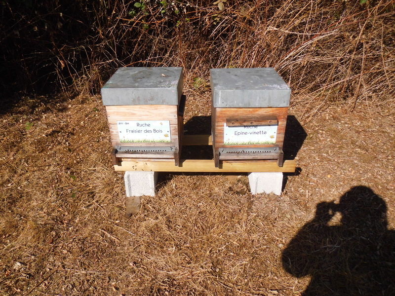 La ruche Fraisier des bois
