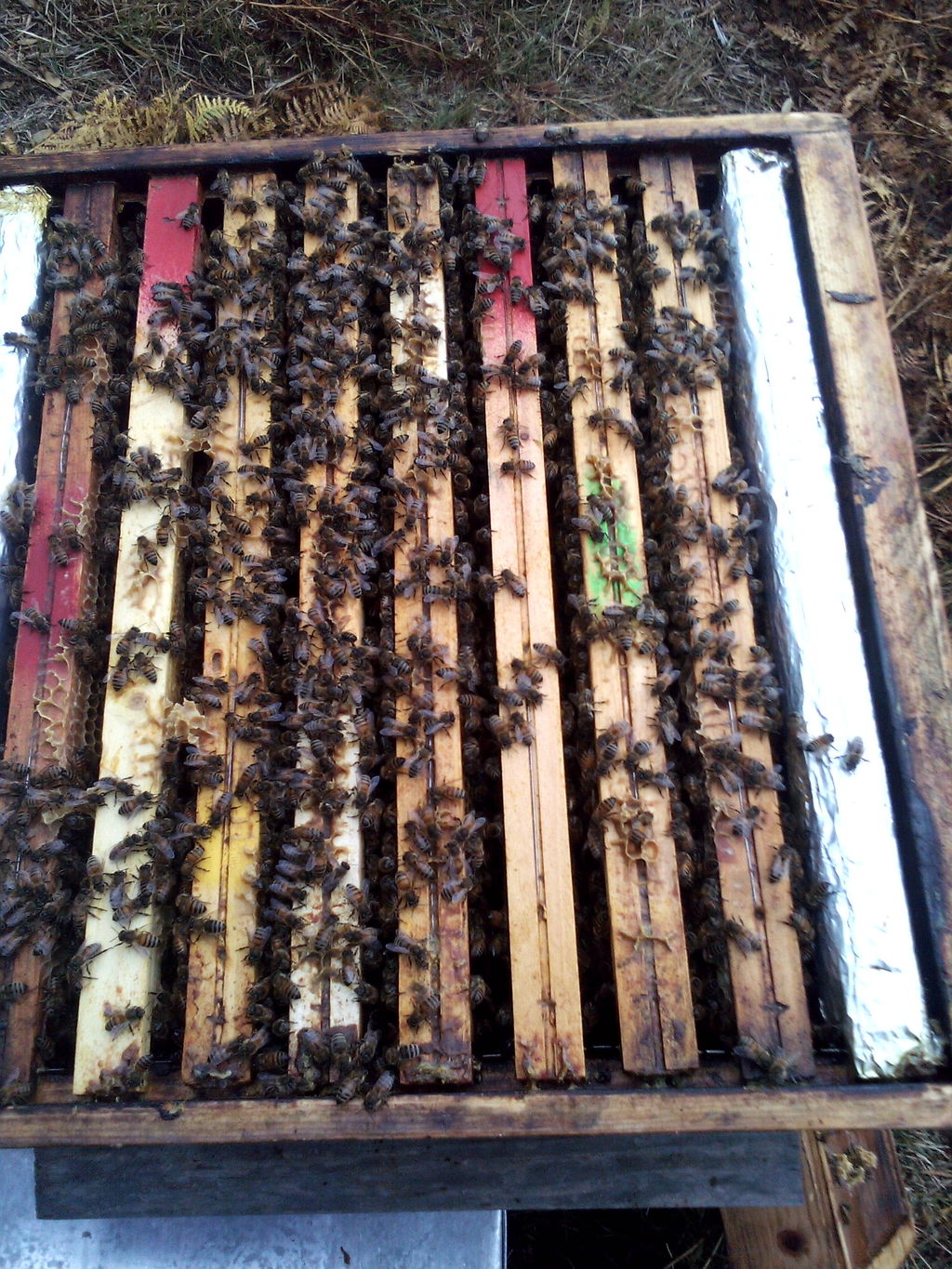 La ruche Fraisier des bois