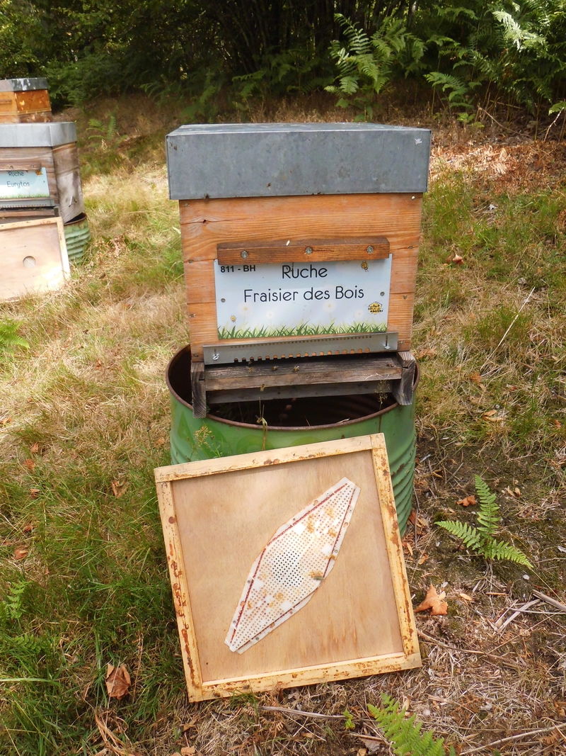 La ruche Fraisier des bois