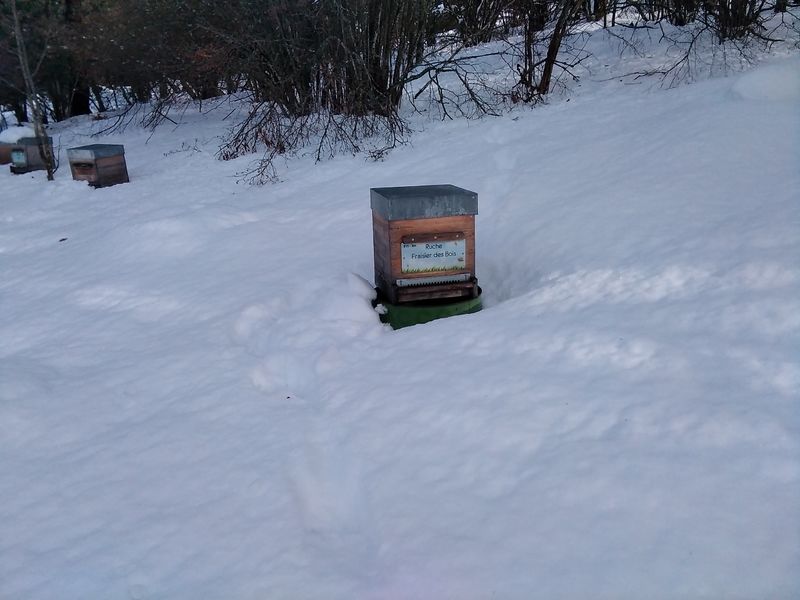 La ruche Fraisier des bois