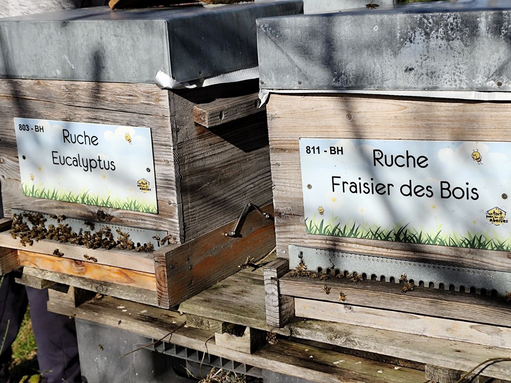La ruche Fraisier des bois