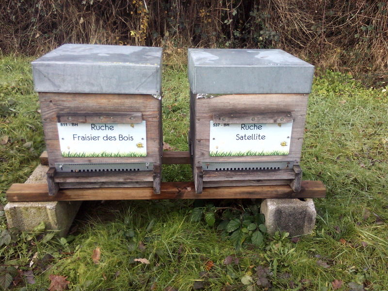 La ruche Fraisier des bois