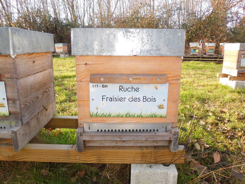 La ruche Fraisier des bois