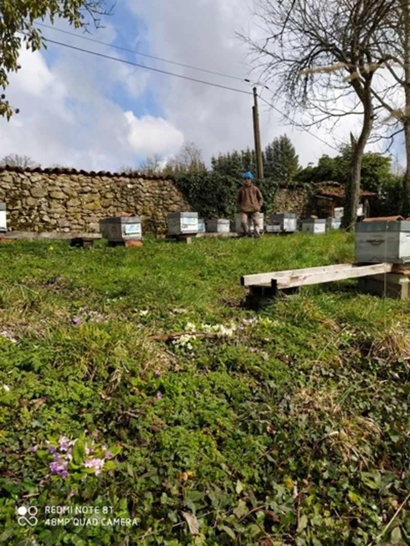 La ruche Framboisier