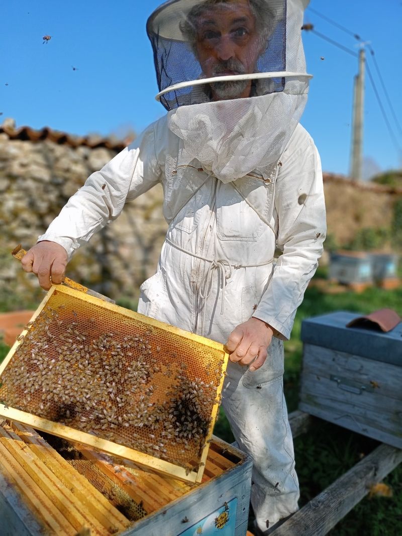 La ruche Framboisier
