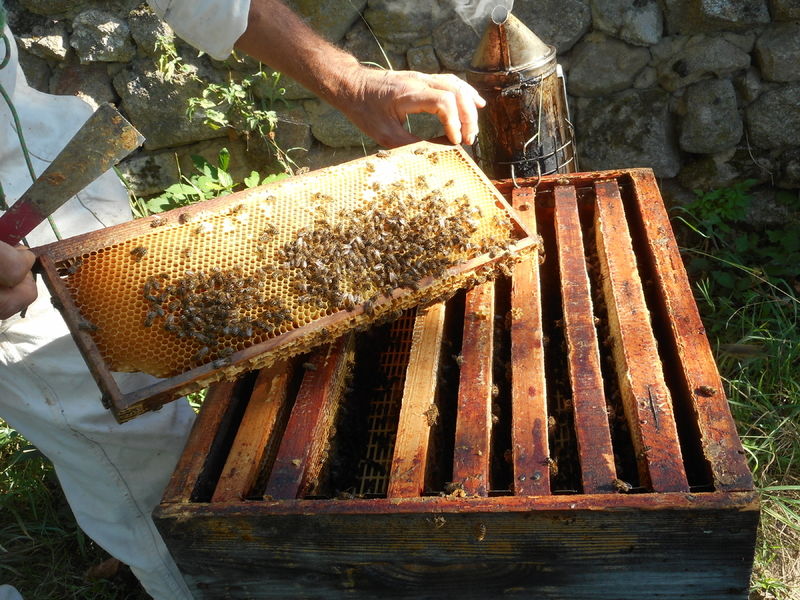 La ruche Framboisier