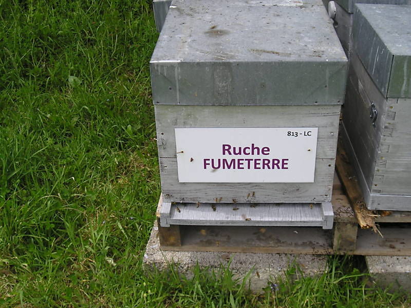La ruche Fumeterre