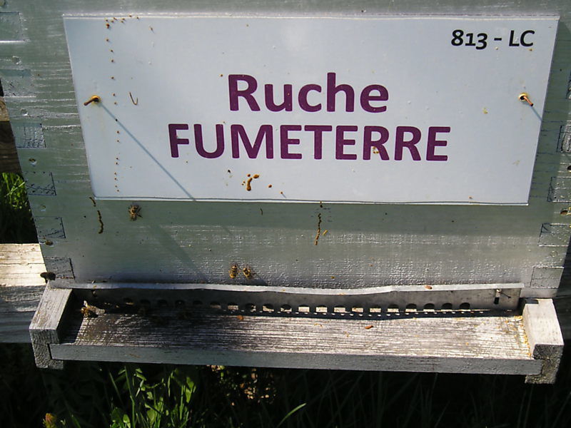 La ruche Fumeterre