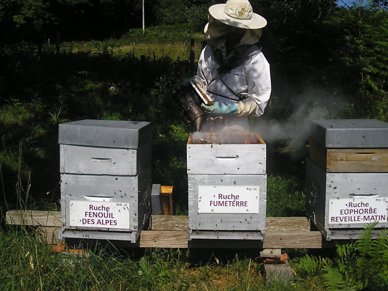 La ruche Fumeterre