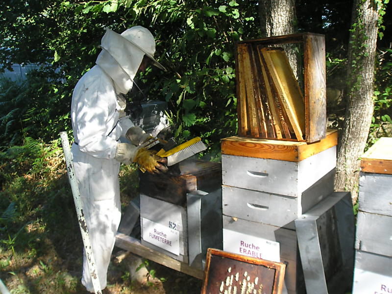La ruche Fumeterre