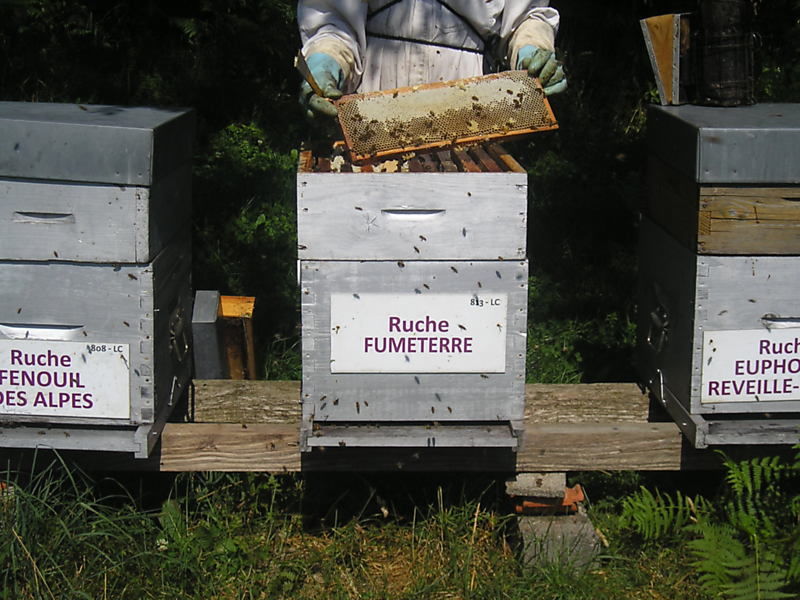 La ruche Fumeterre