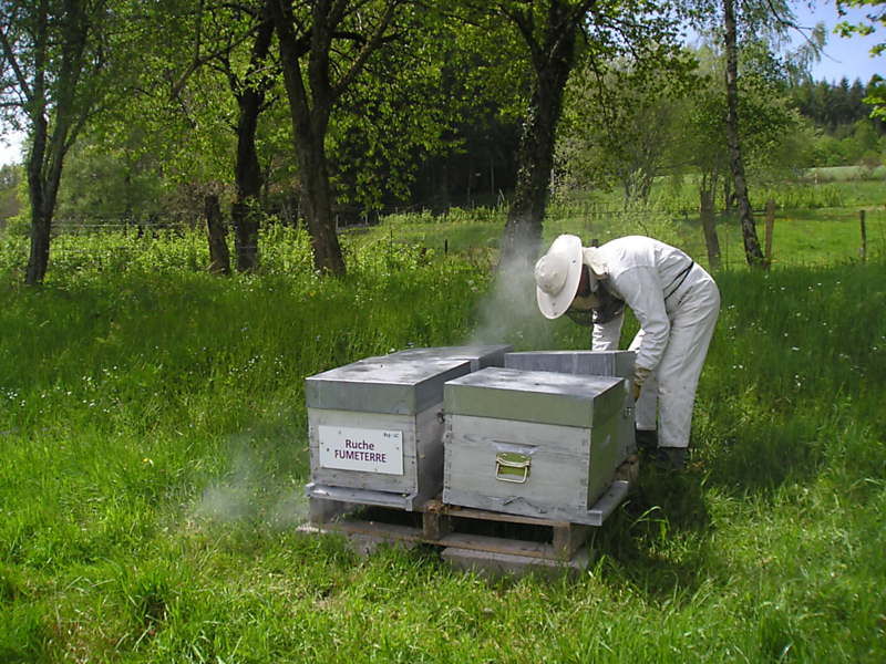 La ruche Fumeterre