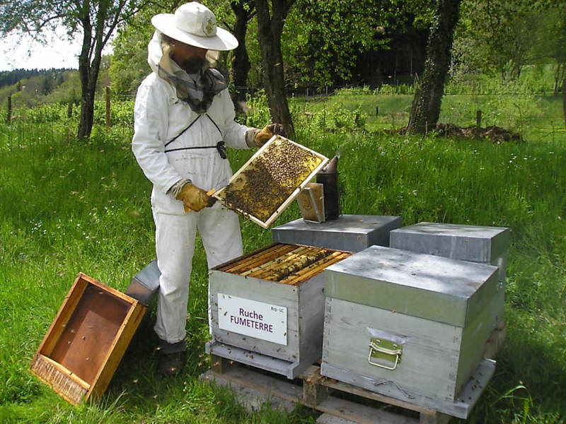 La ruche Fumeterre