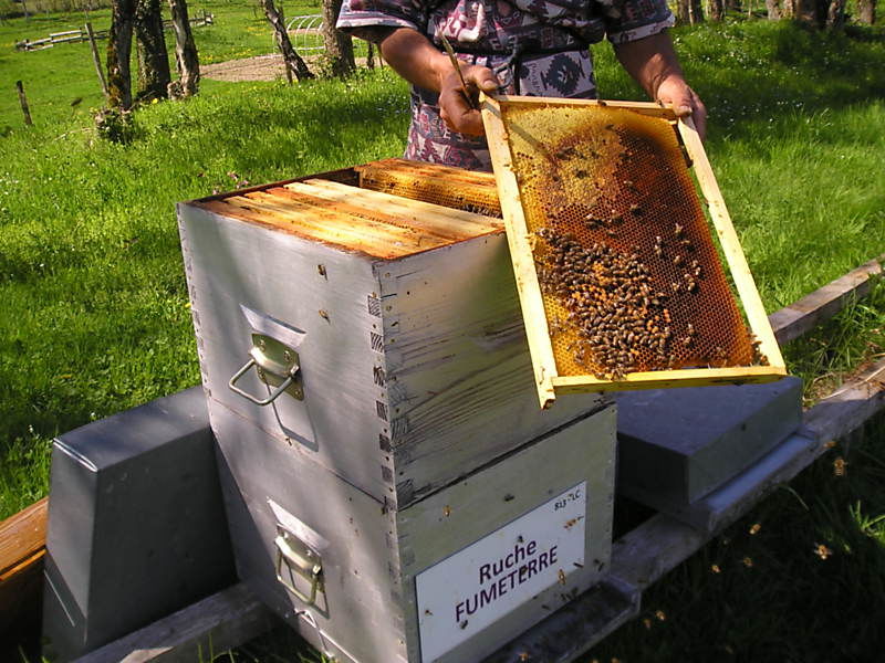 La ruche Fumeterre