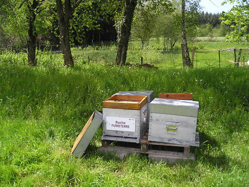 La ruche Fumeterre