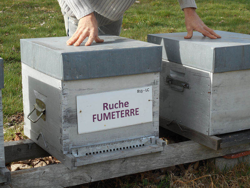 La ruche Fumeterre