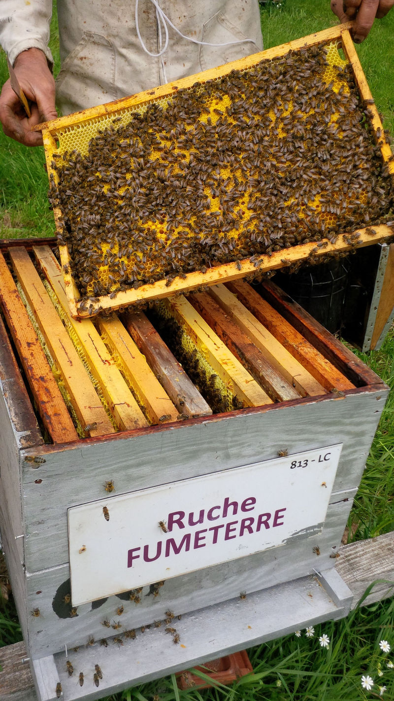 La ruche Fumeterre
