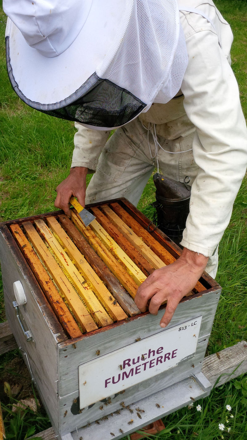La ruche Fumeterre
