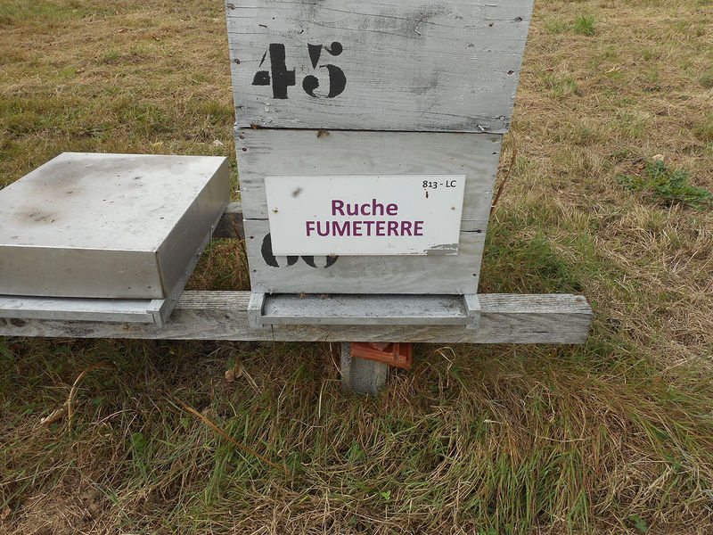 La ruche Fumeterre