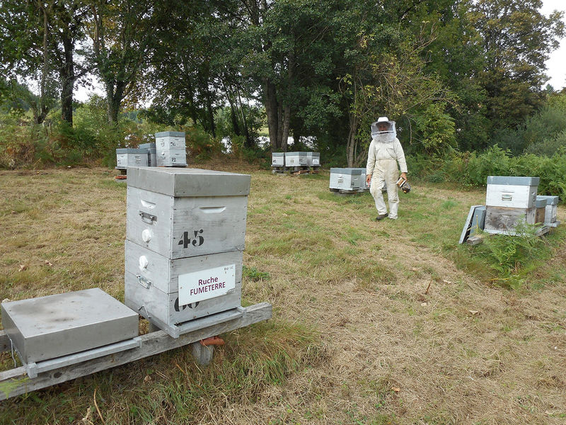 La ruche Fumeterre