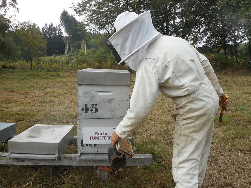 La ruche Fumeterre