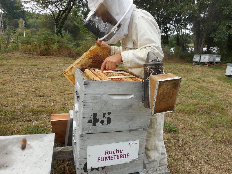 La ruche Fumeterre