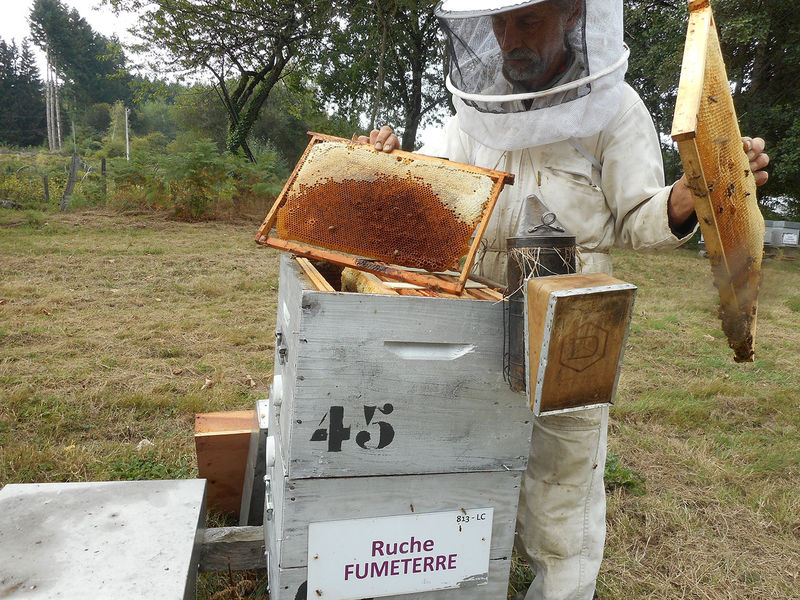 La ruche Fumeterre